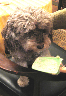Truffle enjoyed a TINY lick of scone dough.
