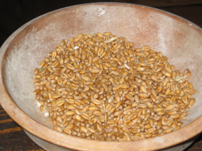 Grains of Wheat Before Milling