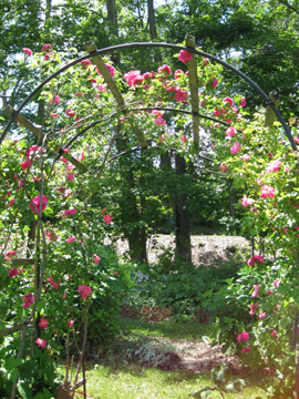 Roses in Mary Kay Hoffman's Garden