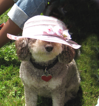 Truffle knows that a hat is always suitable attire for a garden tour or garden party.