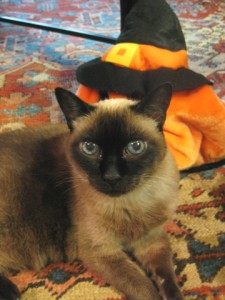My Familiar is getting ready for Halloween. Ladies and gentlemen, the lovely and talented Lorelei Lee.