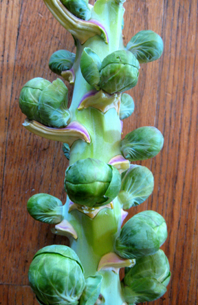 sprouts on stemweb