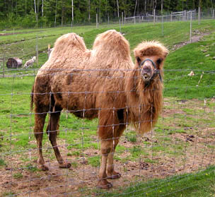 A Bactrian Camel (Courtesy of Tregellys Fiber Farm)